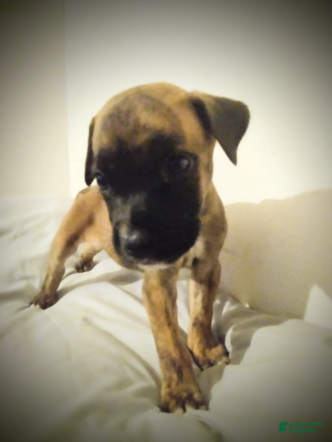 American Pit Bull Terrier dogs for sale: American Pit Bull Terrier 3 - Ad 1