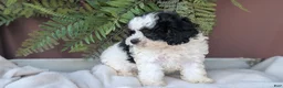 Cockapoo dogs for sale: Hazel - Ad 7