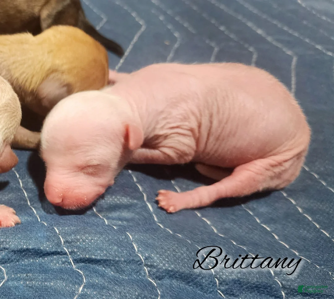 Mixed Breed dogs for sale: Brittany - Ad 2