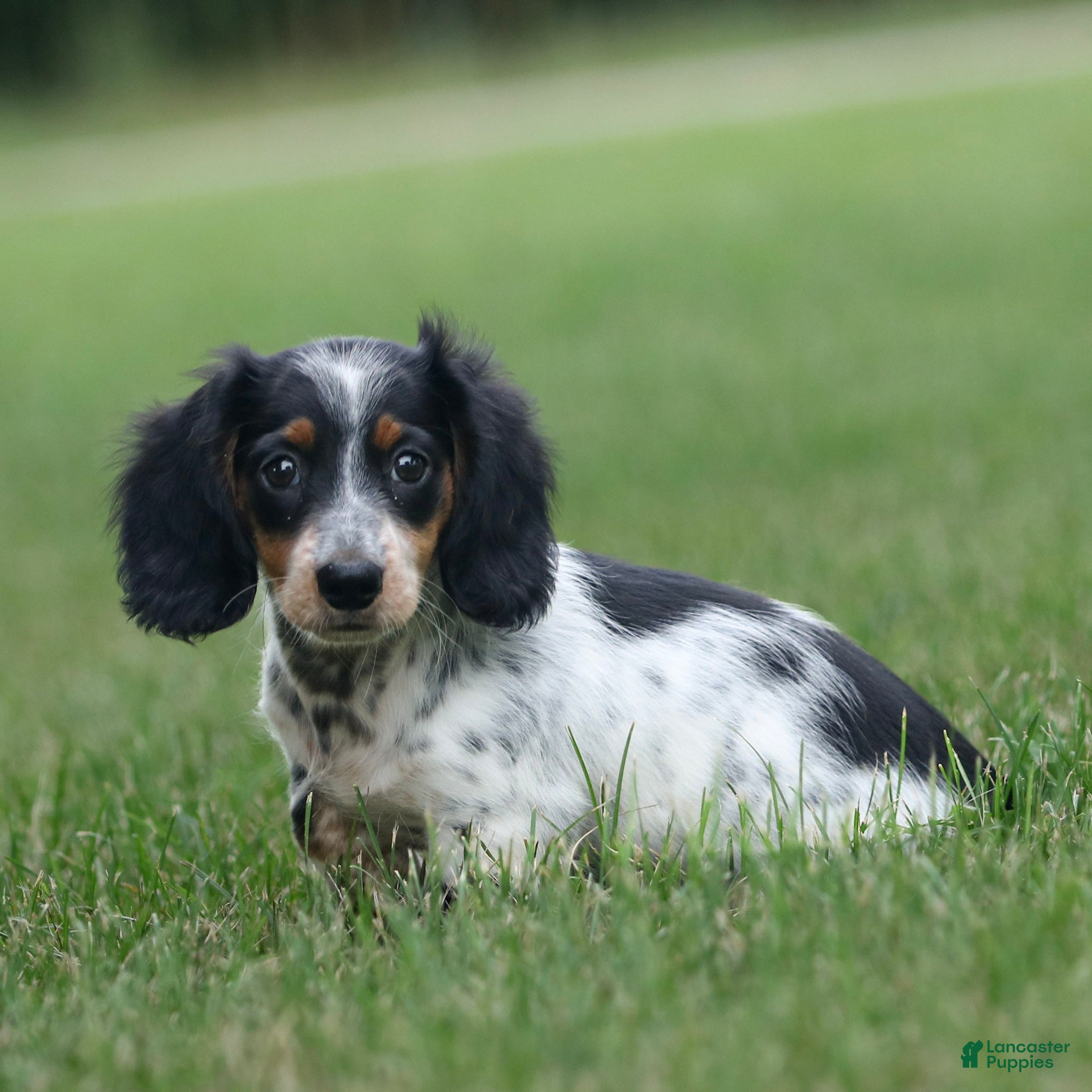 Miniature Dachshund dogs Duke Miniature Dachshund Puppy  - Ad 1