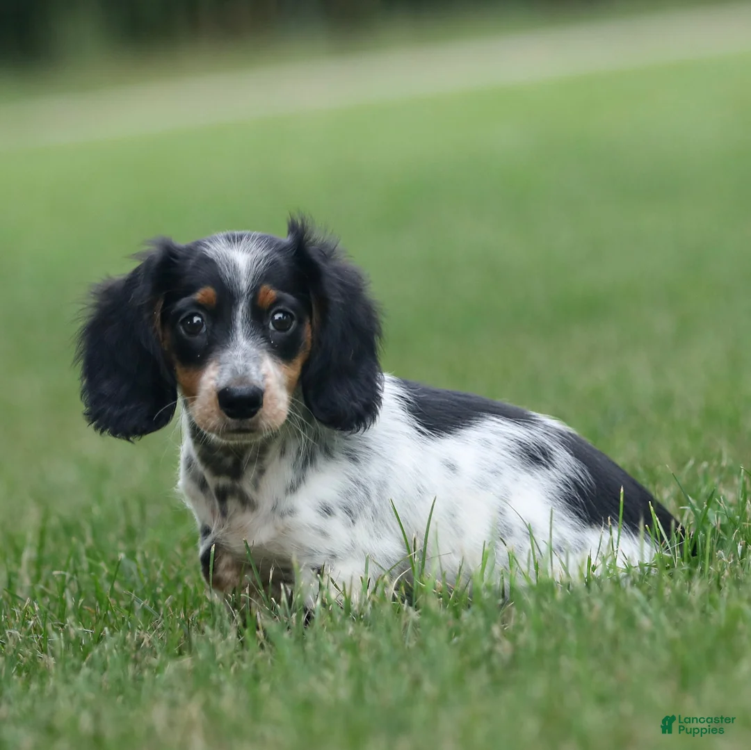 Miniature Dachshund dogs for sale: Duke Miniature Dachshund Puppy  - Ad 1