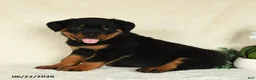 Rottweiler dogs for sale: Atticus - Ad 3