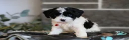Cavapoo dogs for sale: Dakota - Ad 6
