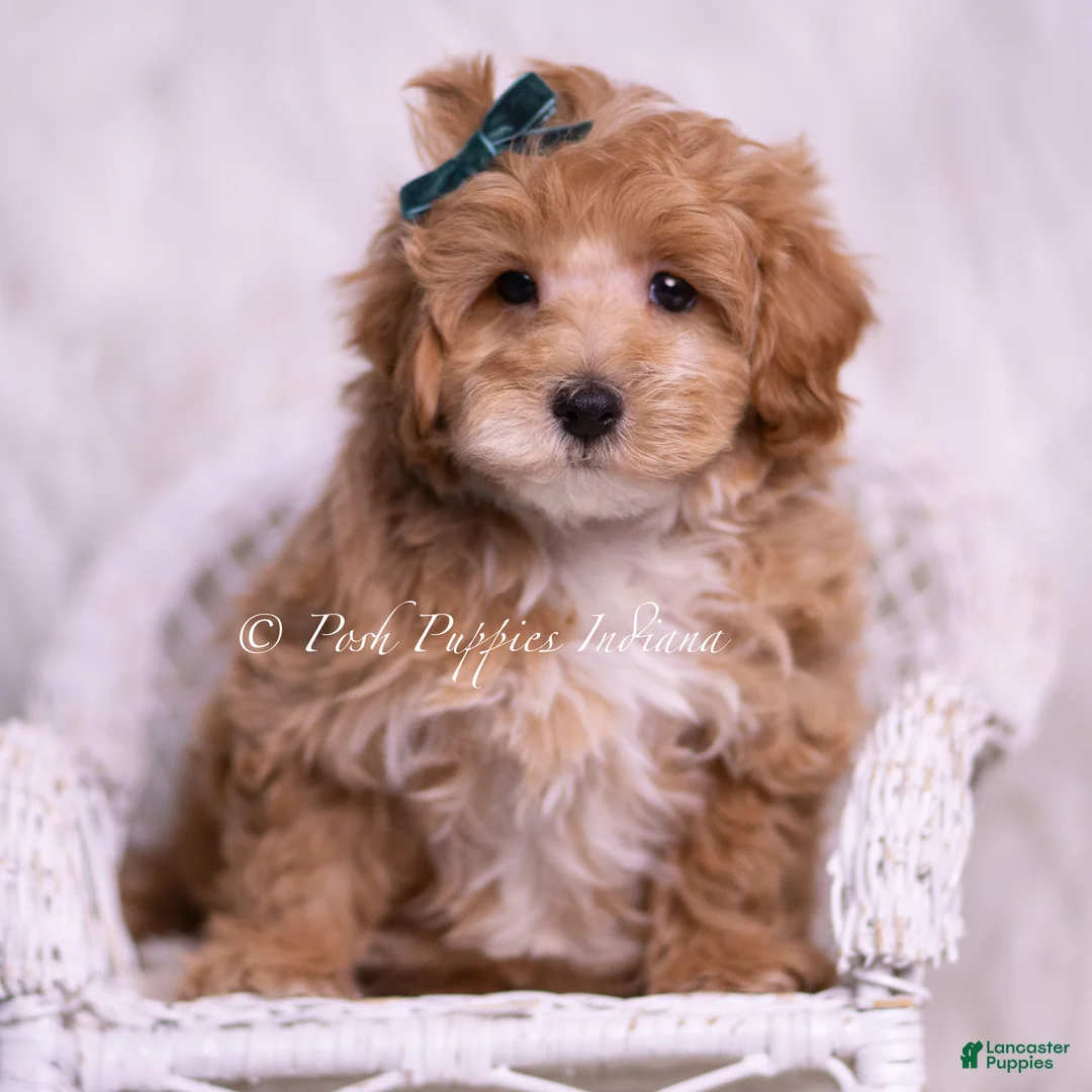 Maltipoo dogs for sale: Butterscotch - Ad 6