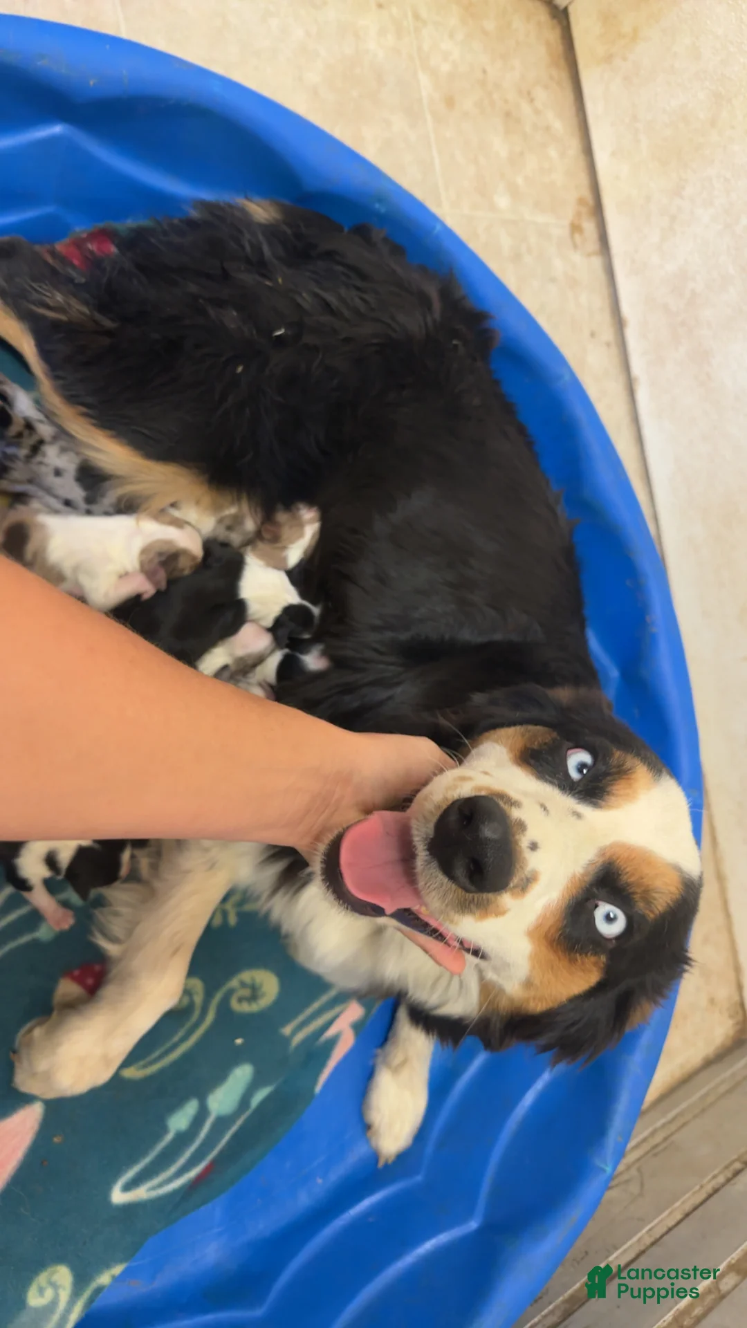 Australian Shepherd dogs for sale: Amor - Ad 2