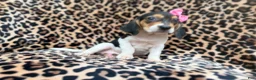 Beagle dogs for sale: Winnie - Ad 5