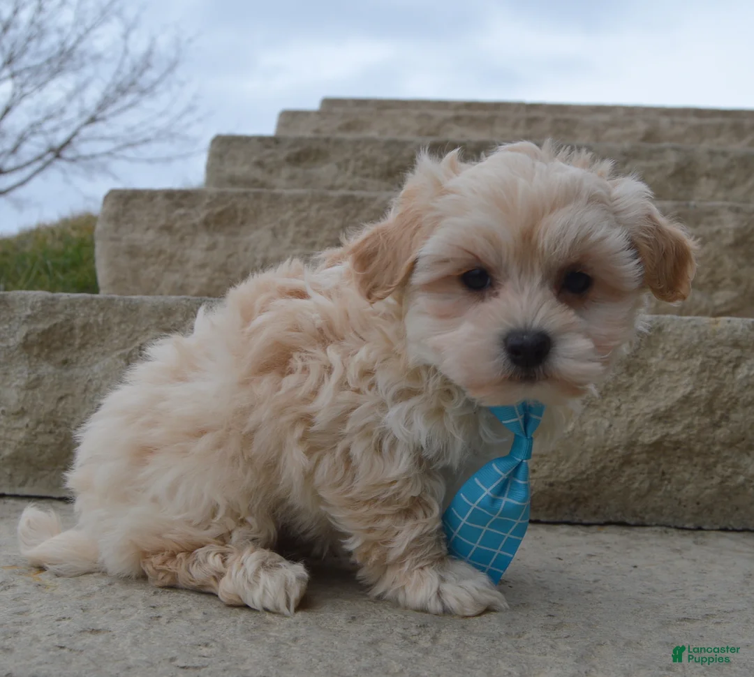Maltipoo dogs for sale: Max - Ad 3
