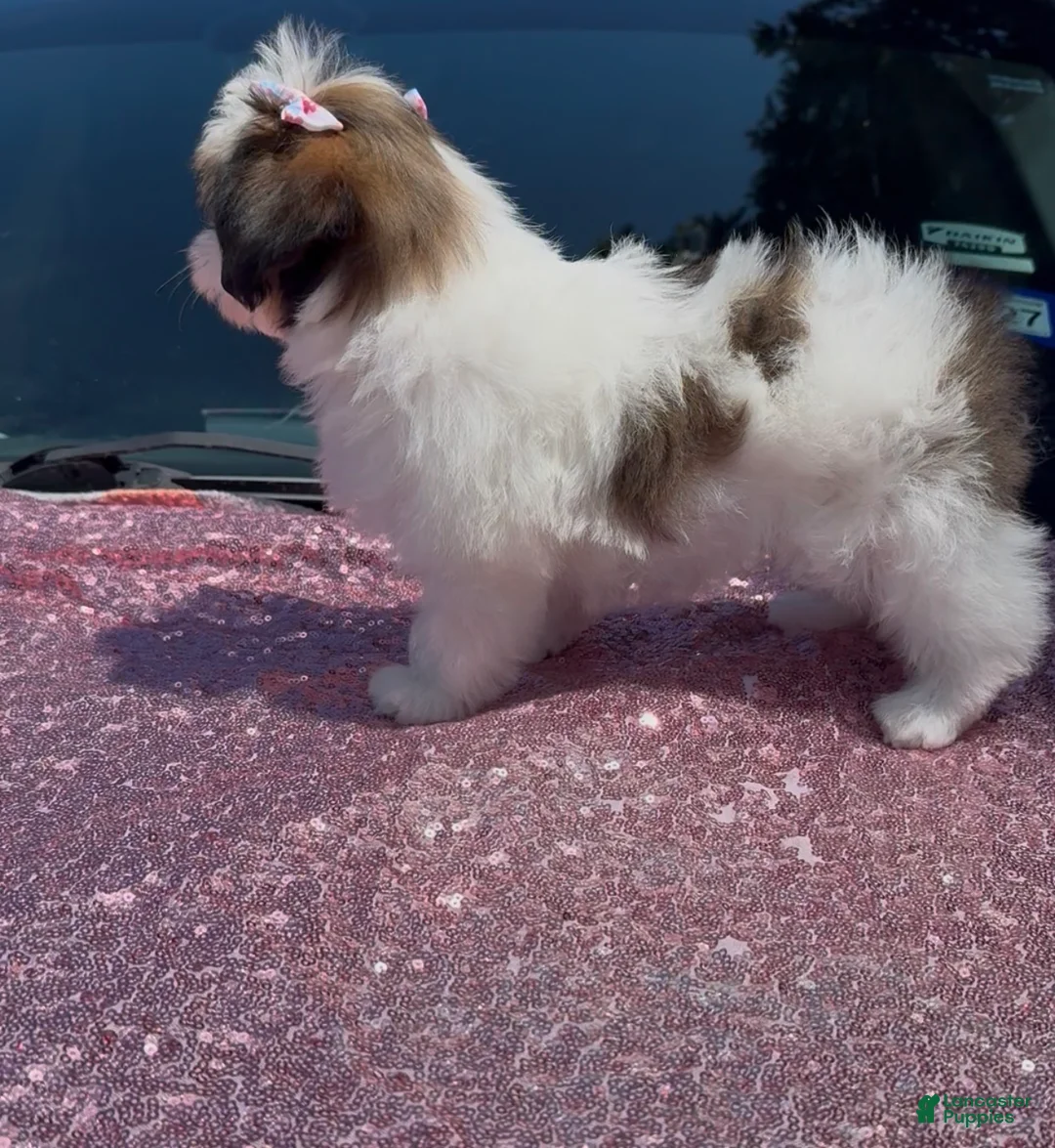 Shihpoo dogs for sale: Shihpoo Puppy 1 - Ad 9