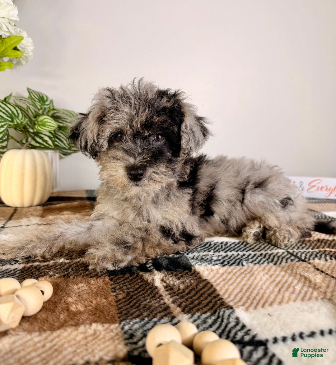 Yorkiepoo dogs for sale: Luna - Ad 4