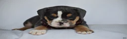 Beabull dogs for sale: Blossom - Ad 7