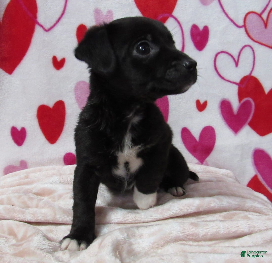 Gallery Image {{count}}