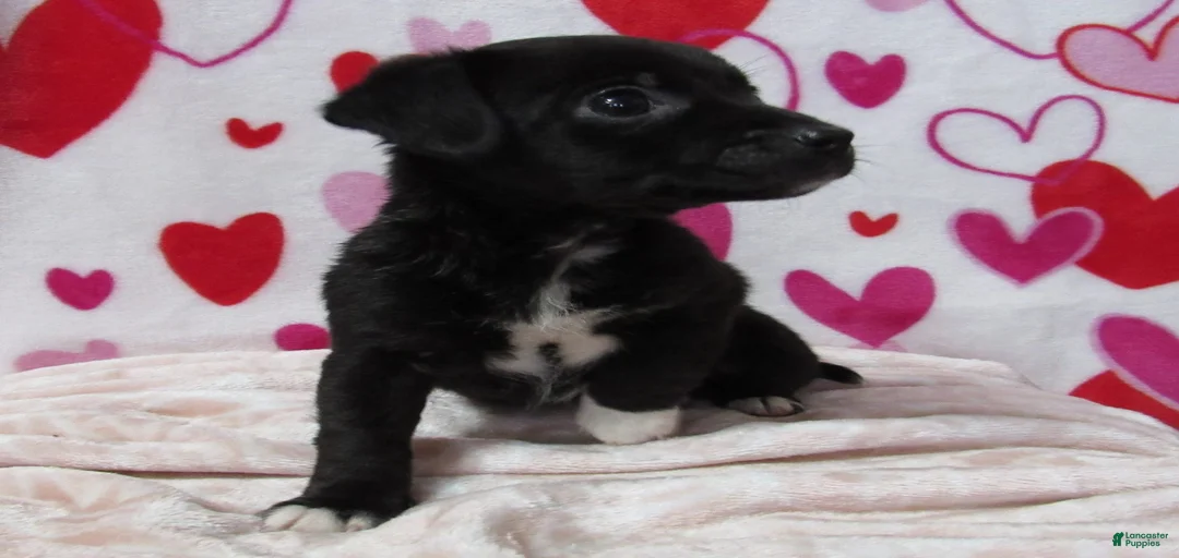 Gallery Image {{count}}