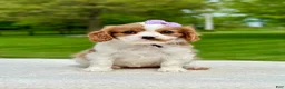 Cavalier King Charles Spaniel dogs for sale: Tess - Ad 1