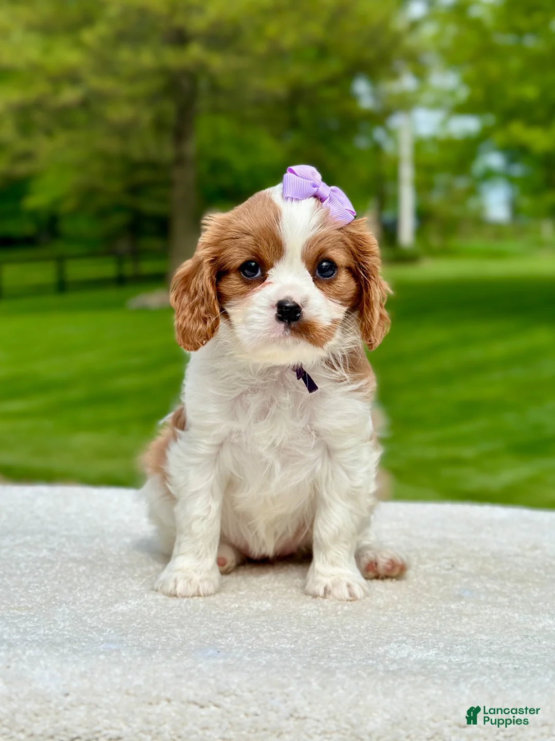 Cavalier King Charles Spaniel dogs for sale: Tess - Ad 1
