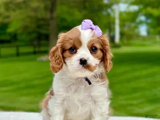 Cavalier King Charles Spaniel dogs for sale: Tess - Ad 3