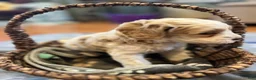 Cockapoo dogs for sale: Buff and white/brown and black nose  - Ad 7