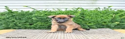 Mixed Breed dogs for sale: Autumn - Ad 4