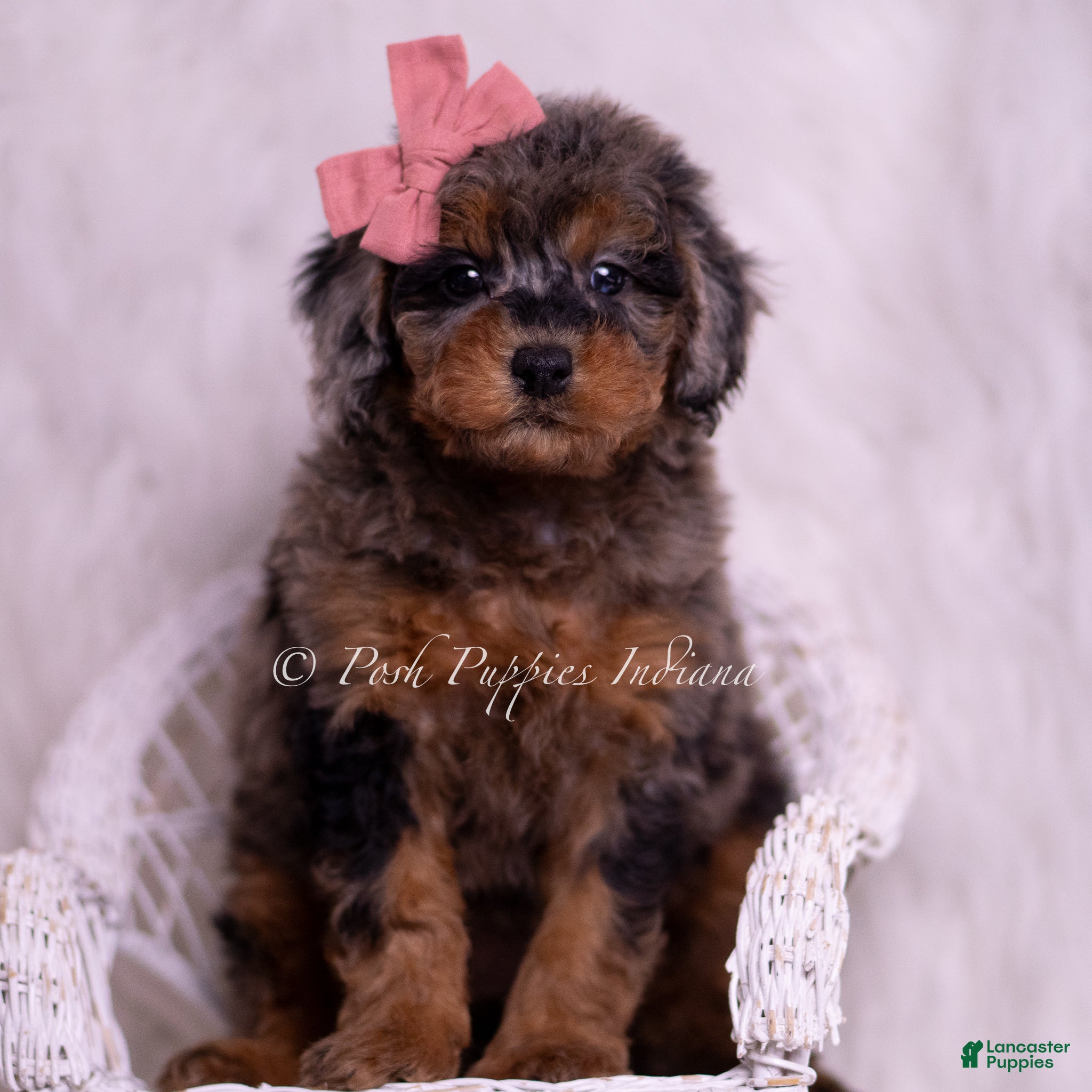 Toy Poodle dogs Honey - Ad 28