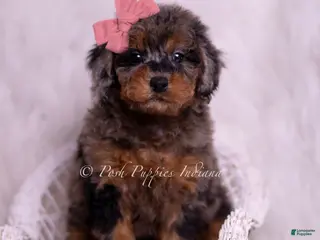 Toy Poodle dogs Honey - Ad 40