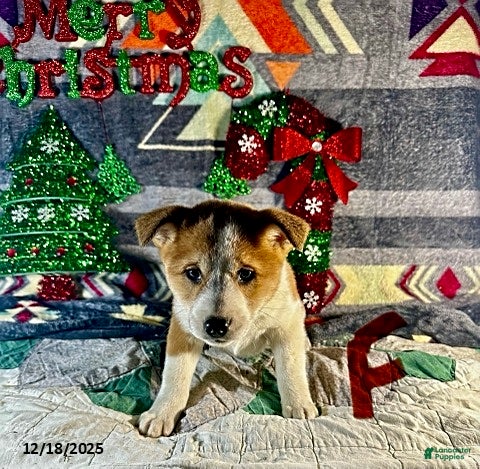 Shiba Inu dogs Abby - Ad 8