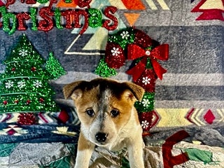 Shiba Inu dogs Abby - Ad 6