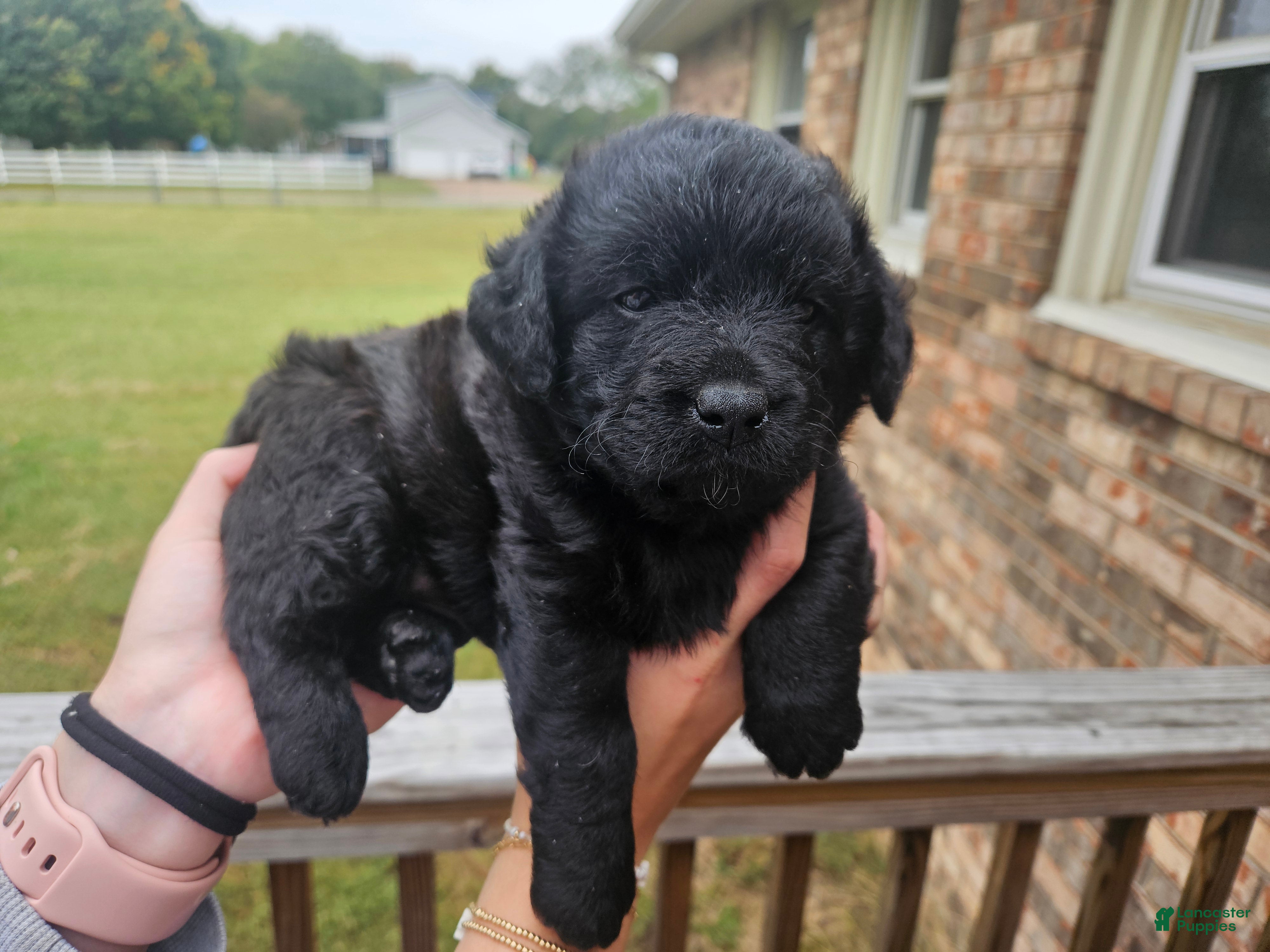 Labradoodle dogs for sale: Curly Black Male Labradoodle - Ad 2