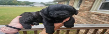 Curly Black Male Labradoodle