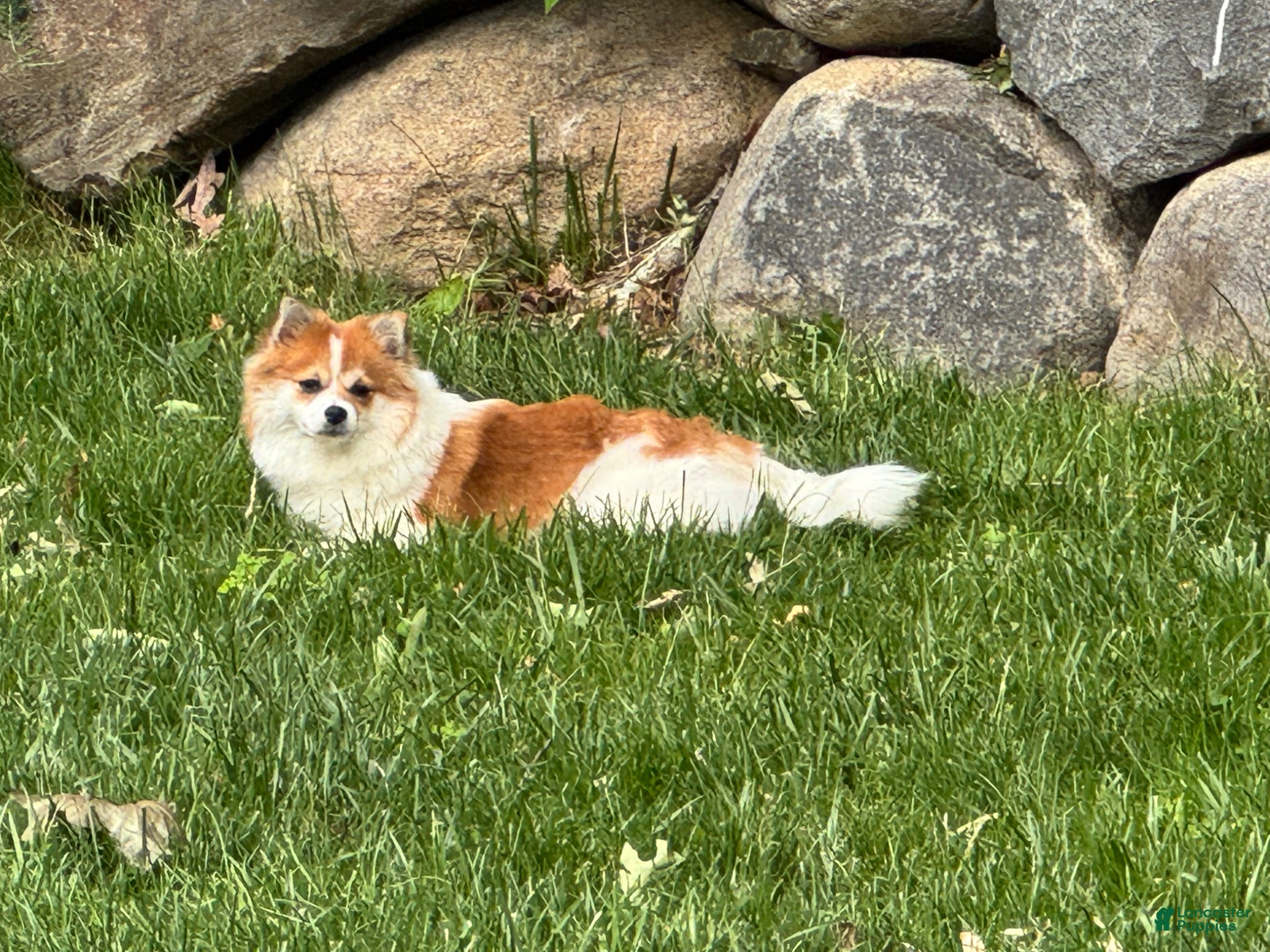 Pomeranian dogs Pomeranian Puppy 1 - Ad 6