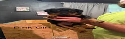 Rottweiler dogs for sale: Rottweiler 7 - Ad 3