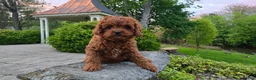 Cavapoo dogs for sale: Henry - Ad 18