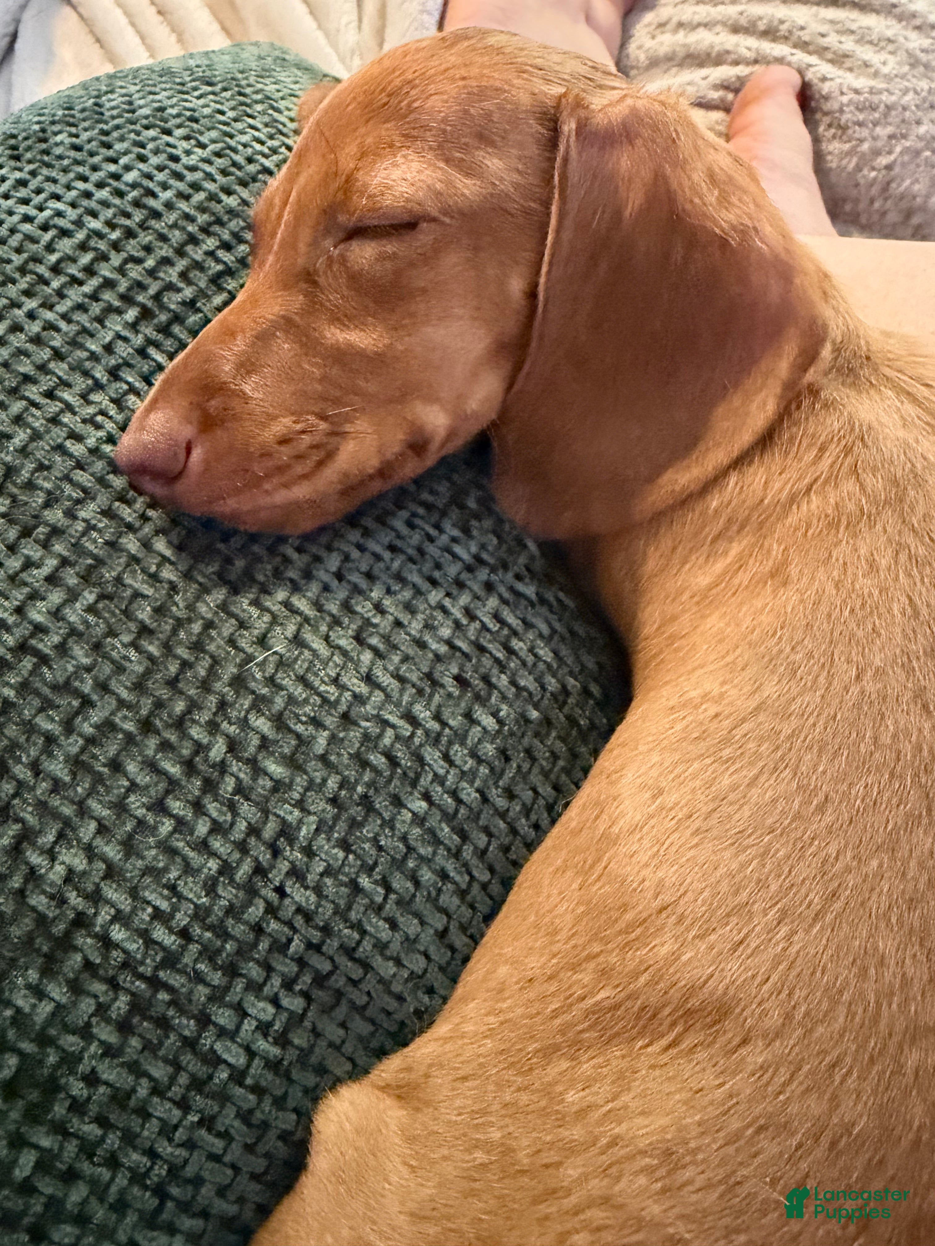 Miniature Dachshund dogs Penelope - Ad 2