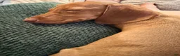 Miniature Dachshund dogs for sale: Penelope - Ad 2