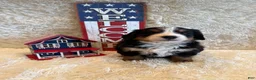 Bernese Mountain Dog dogs for sale: Hannah - Ad 8