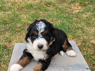 Mini Bernedoodle dogs - Ad 38