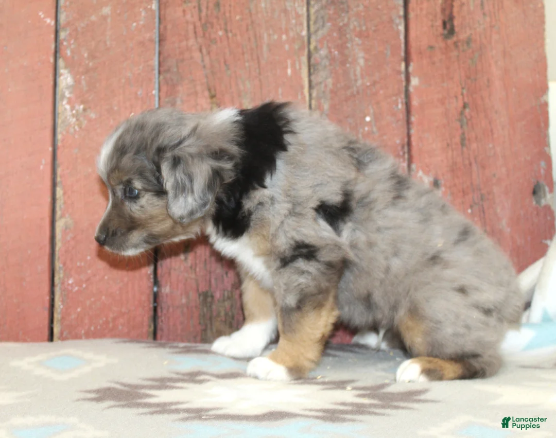 Miniature Australian Shepherd dogs for sale: Miniature Australian Shepherd 4 - Ad 1