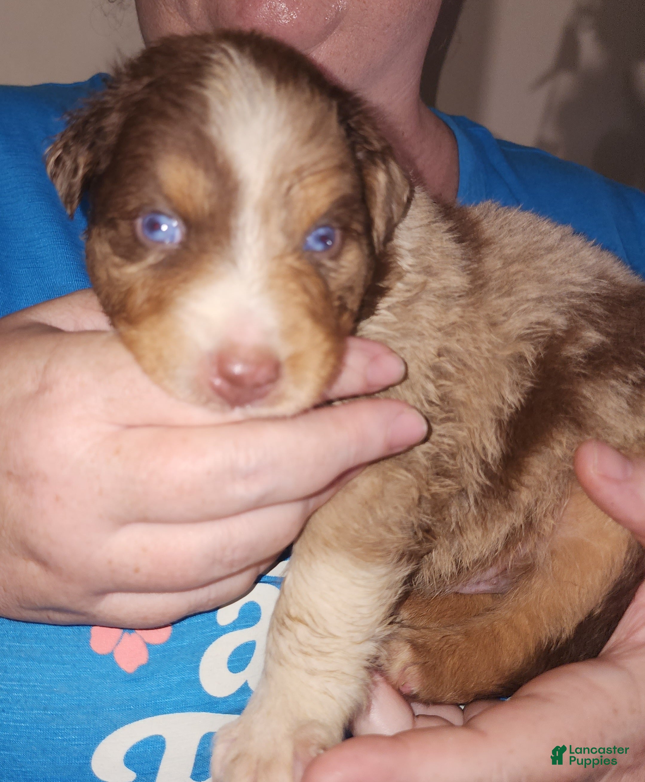 Australian Shepherd dogs Australian Shepherd Red Merle Male 3 - Ad 1