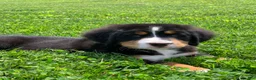 Bernese Mountain Dog dogs for sale: Pluto - Ad 9