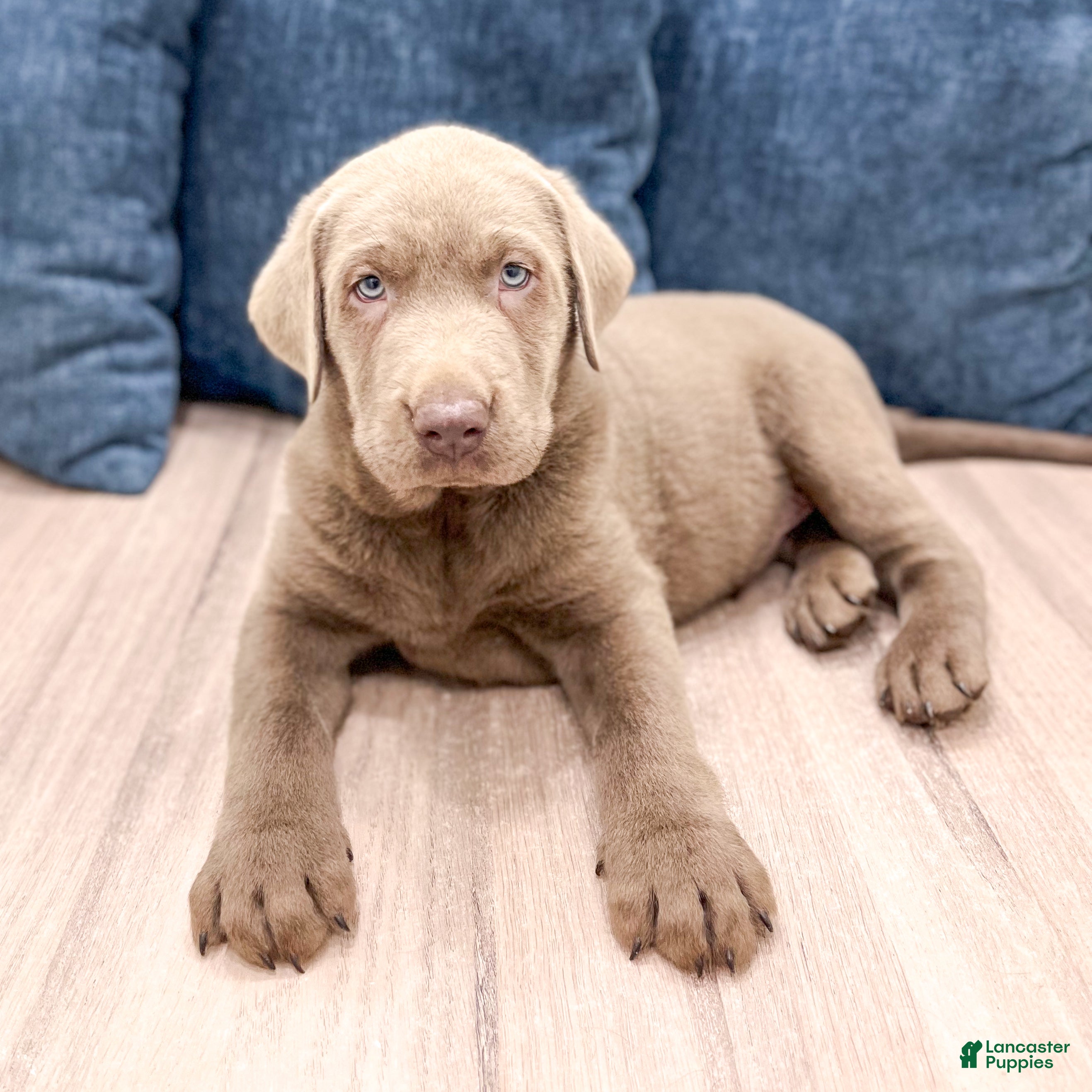 Labrador Retriever dogs Rover - Ad 2