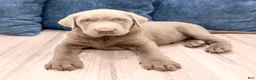 Labrador Retriever dogs for sale: Rover - Ad 2