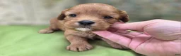 Cavapoo dogs for sale: Indigo - Ad 16