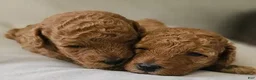Toy Poodle dogs for sale: Toy Poodle 3 - Ad 13