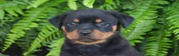 Rottweiler dogs for sale: Wanda - Ad 3