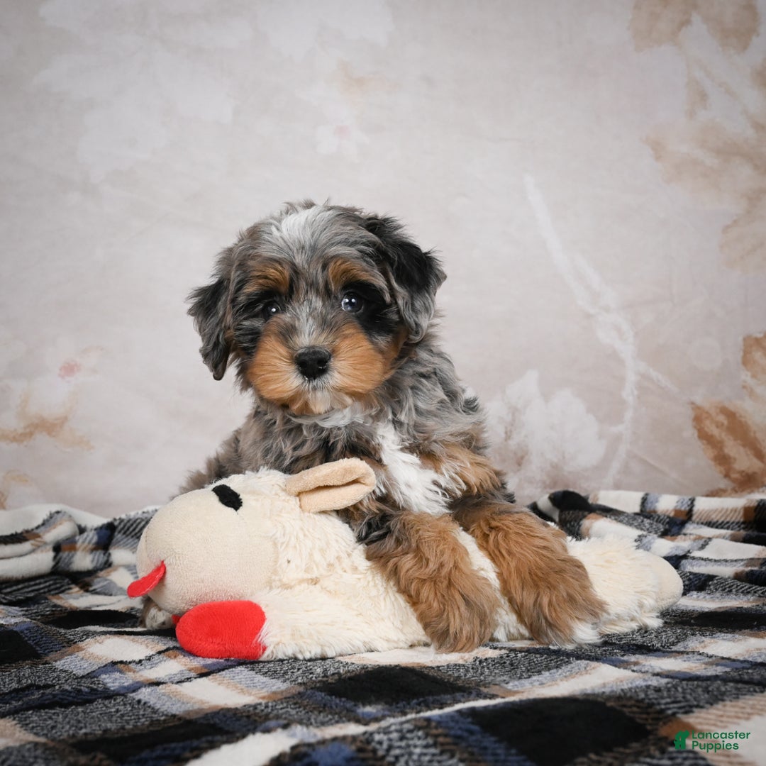 Bernedoodle dogs for sale: Gigi - Ad 11