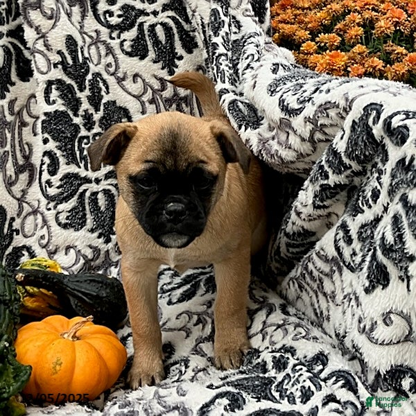 Jug dogs Maple   - Ad 3