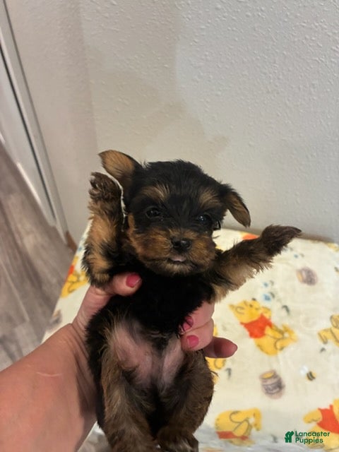 Yorkshire Terrier dogs Boy 1 - Ad 1