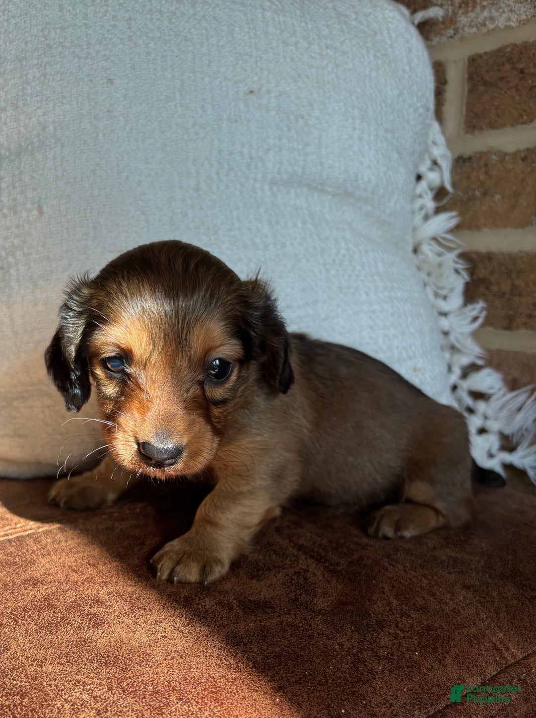 Dachshund dogs for sale: Robyn - Ad 7