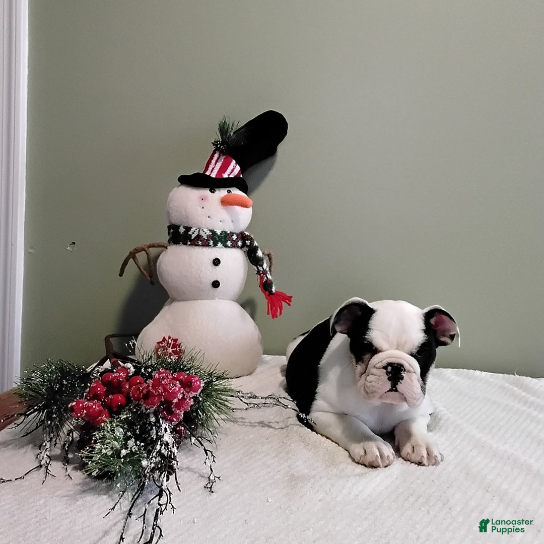 English Bulldog dogs for sale: Winifred - Ad 3