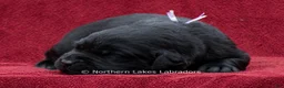 Labrador Retriever dogs for sale: Noble - Ad 2