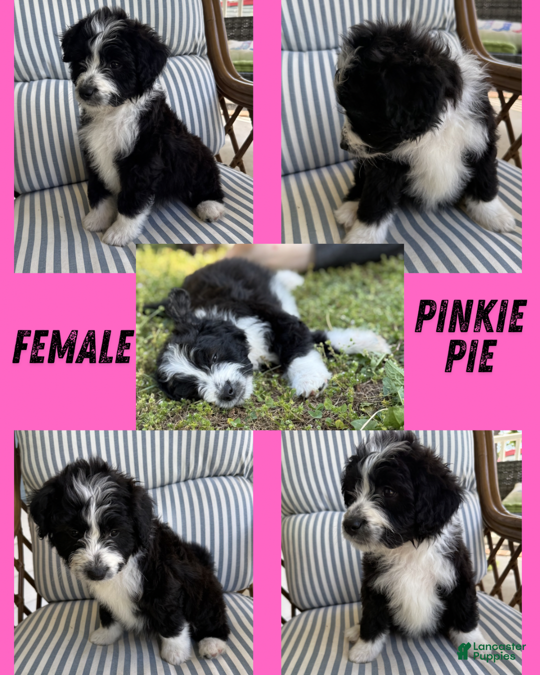 Aussiedoodle dogs Pinkie Pie (Pink) - Ad 17