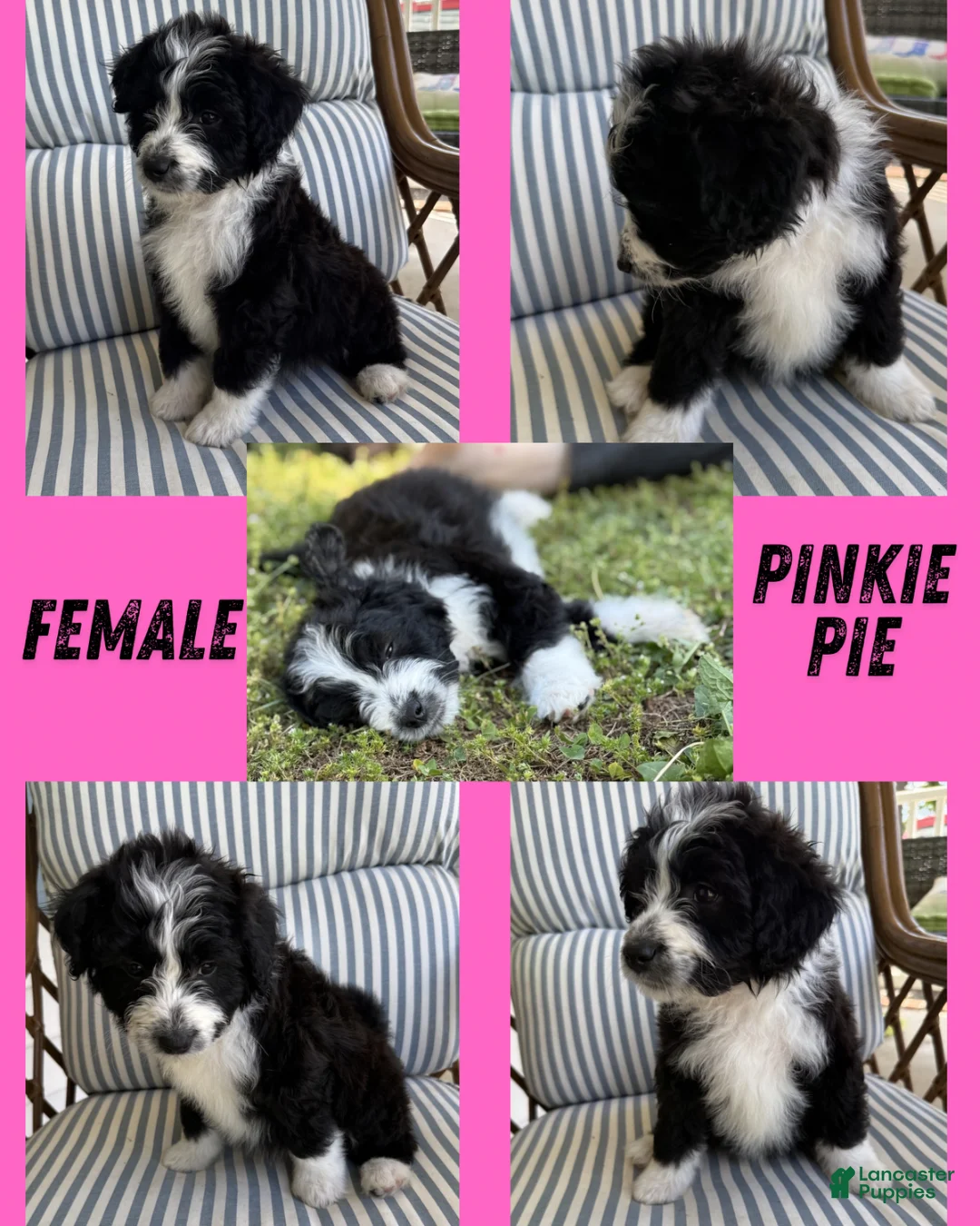Aussiedoodle dogs for sale: Pinkie Pie (Pink) - Ad 1